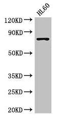 RARS Antibody