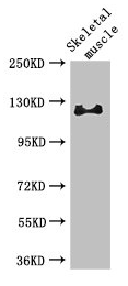 RBL1 Antibody