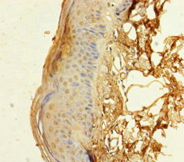RBM3 Antibody