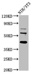 RBFOX2 Antibody
