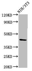 RBMS1 Antibody