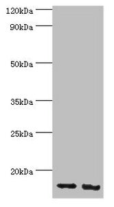 RBX1 Antibody