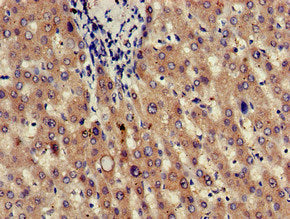 JAG1 Antibody