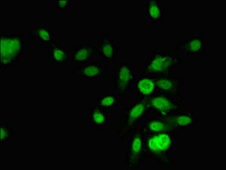 RCOR3 Antibody