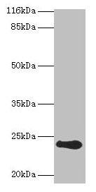 RCVRN Antibody