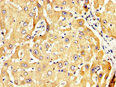 RECK Antibody
