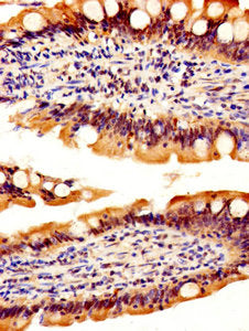 REG3A Antibody