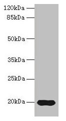 Reg3g Antibody
