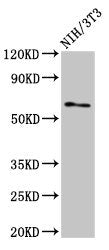 RELB Antibody