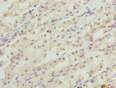 RER1 Antibody