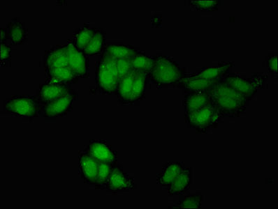 REST Antibody