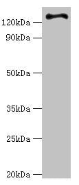 RET Antibody