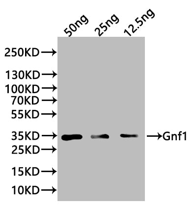 Gnf1 Antibody
