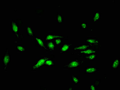 ID3 Antibody