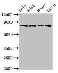 RGL2 Antibody