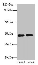 Rgn Antibody