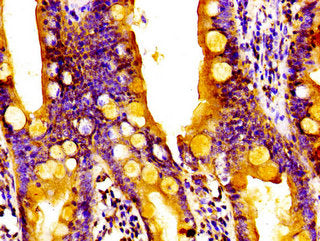 RGS1 Antibody