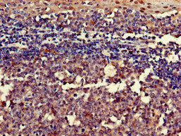 RGS18 Antibody