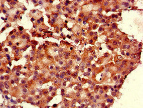 RGS19 Antibody