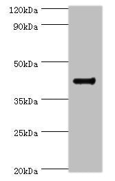 RGS20 Antibody