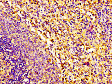RNASE2 Antibody