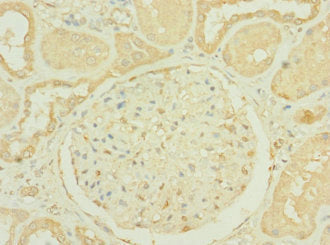 RNASE9 Antibody