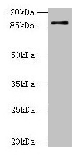 RNF10 Antibody