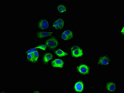 RNF103 Antibody