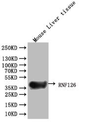 RNF126 Antibody