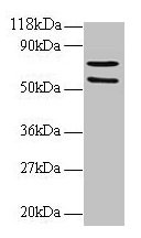 SDHA Antibody