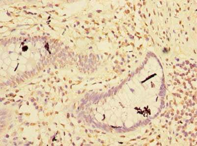 RNF181 Antibody