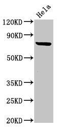 RNF219 Antibody