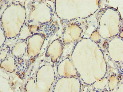 RNF24 Antibody