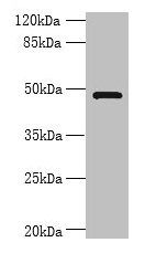 RNF26 Antibody