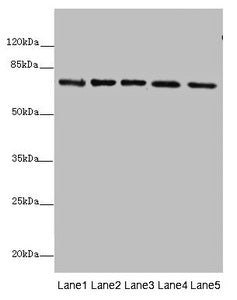 SDHA Antibody