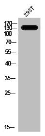 Phospho-PPP1R12A (T853) Antibody