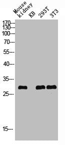 Phospho-ATF1 (S63) Antibody