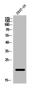 ATF3 Antibody