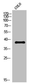 Phospho-ATF4 (S219) Antibody