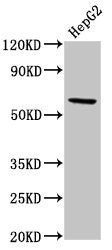 RORC Antibody