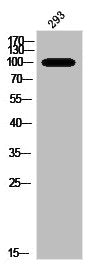 Phospho-NFKB1 (S337) Antibody