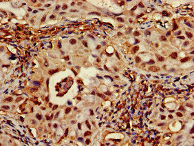 RPA1 Antibody