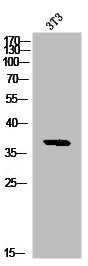 NFKBIB Antibody