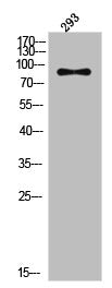 Phospho-ACO1 (S711) Antibody