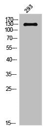Phospho-NOS3 (T494) Antibody