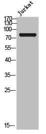 Cleaved-NOTCH2 (A1734) Antibody