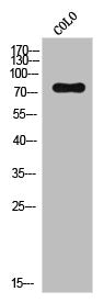 NSF Antibody