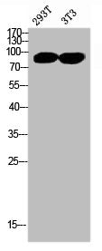 NTRK1 Antibody