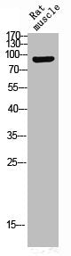 Phospho-NTRK2 (Y516) Antibody