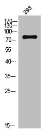 Phospho-NTRK2 (Y706) Antibody